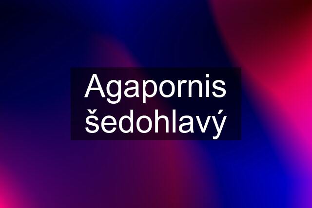 Agapornis šedohlavý