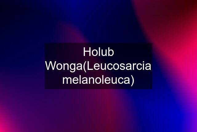 Holub Wonga(Leucosarcia melanoleuca)