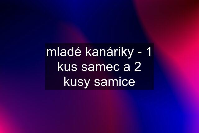 mladé kanáriky - 1 kus samec a 2 kusy samice