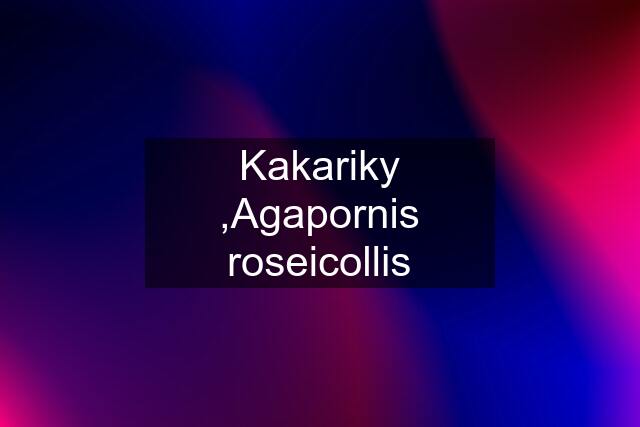 Kakariky ,Agapornis roseicollis