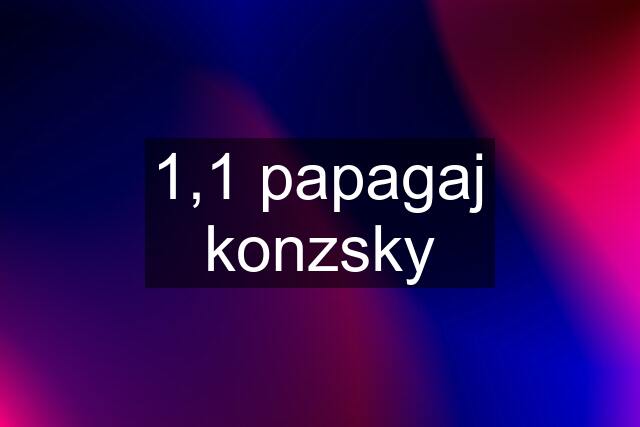 1,1 papagaj konzsky