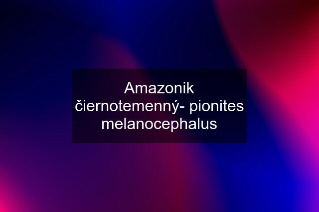 Amazonik čiernotemenný- pionites melanocephalus