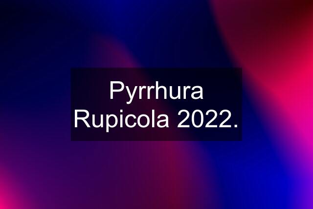 Pyrrhura Rupicola 2022.