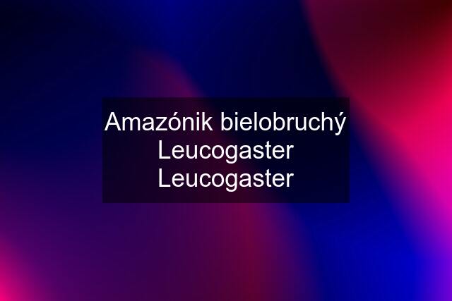 Amazónik bielobruchý Leucogaster Leucogaster