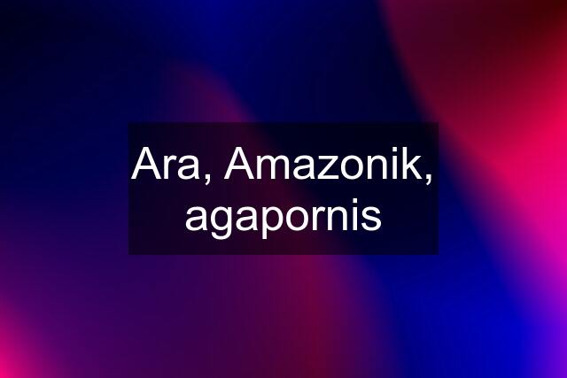 Ara, Amazonik, agapornis