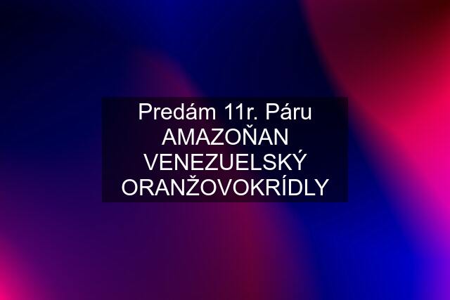 Predám 11r. Páru AMAZOŇAN VENEZUELSKÝ ORANŽOVOKRÍDLY