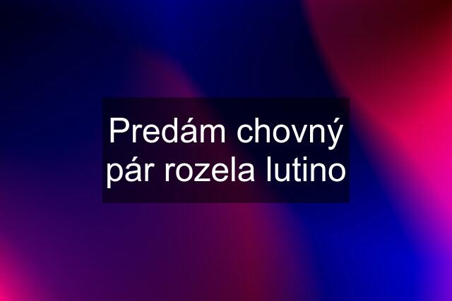 Predám chovný pár rozela lutino