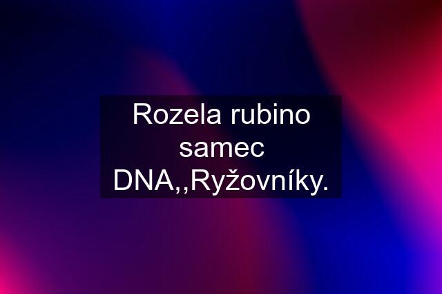 Rozela rubino samec DNA,,Ryžovníky.