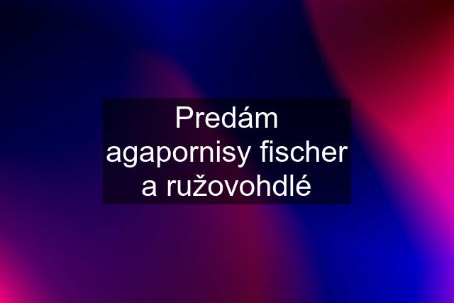 Predám agapornisy fischer a ružovohdlé