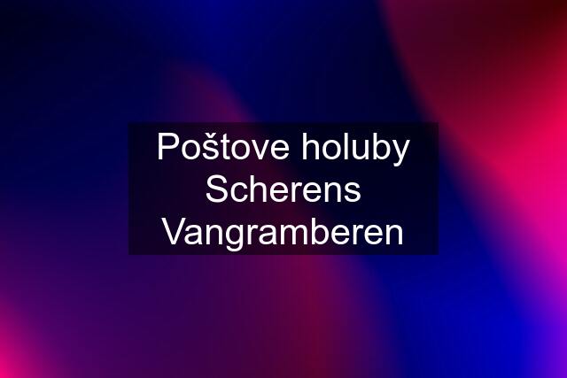 Poštove holuby Scherens Vangramberen