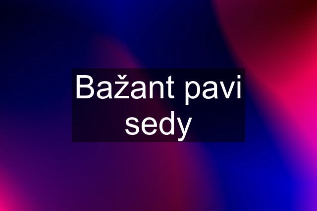 Bažant pavi sedy