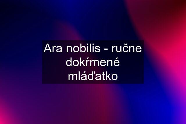 Ara nobilis - ručne dokŕmené mláďatko