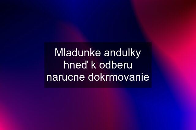 Mladunke andulky hneď k odberu narucne dokrmovanie