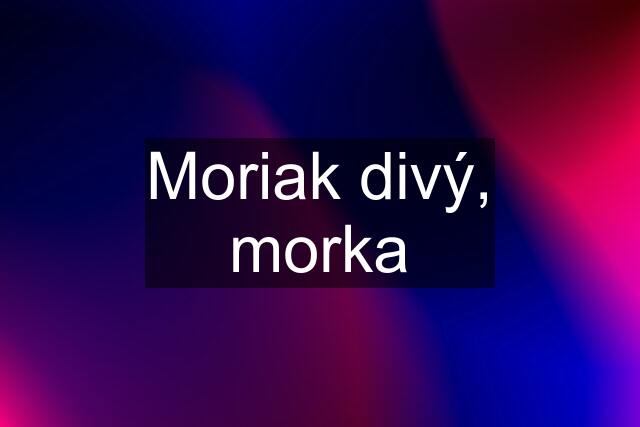 Moriak divý, morka