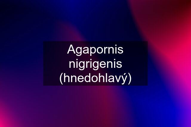 Agapornis nigrigenis (hnedohlavý)