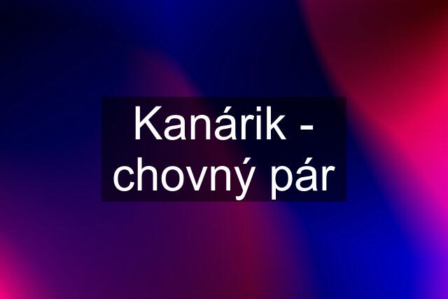 Kanárik - chovný pár