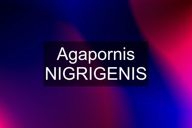 Agapornis NIGRIGENIS