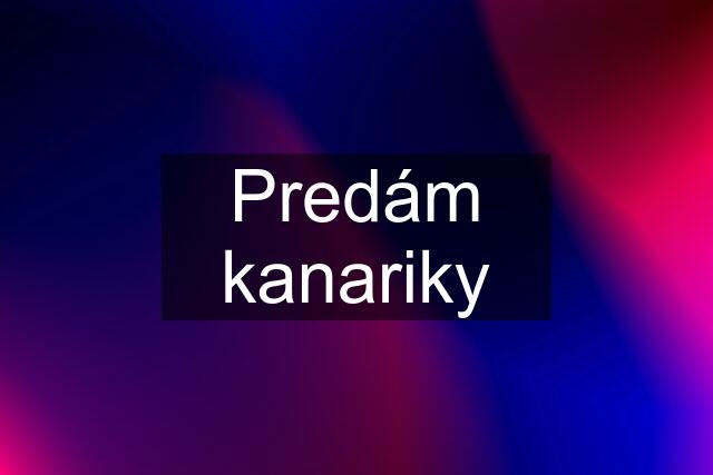 Predám kanariky