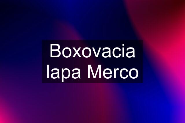 Boxovacia lapa Merco