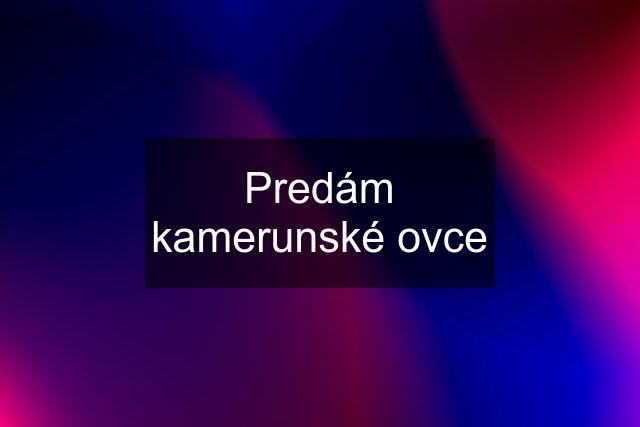 Predám kamerunské ovce