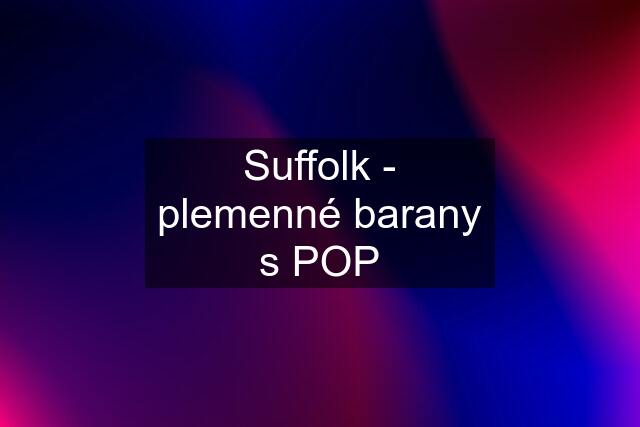Suffolk - plemenné barany s POP