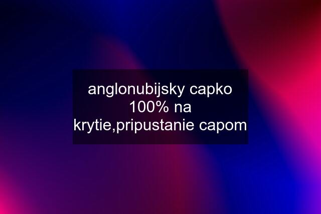 anglonubijsky capko 100% na krytie,pripustanie capom