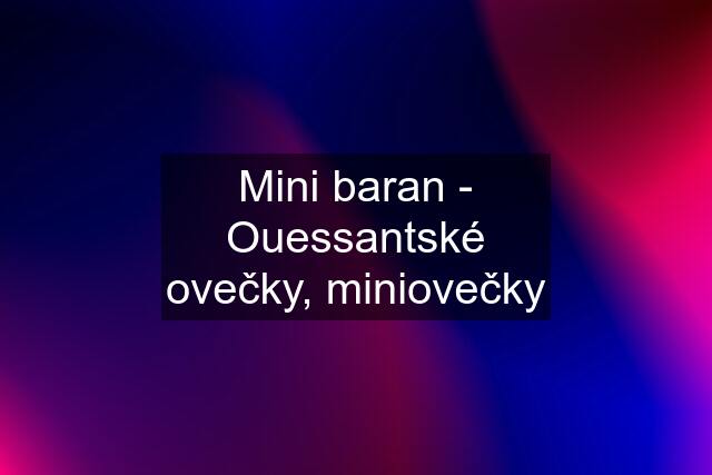 Mini baran - Ouessantské ovečky, miniovečky