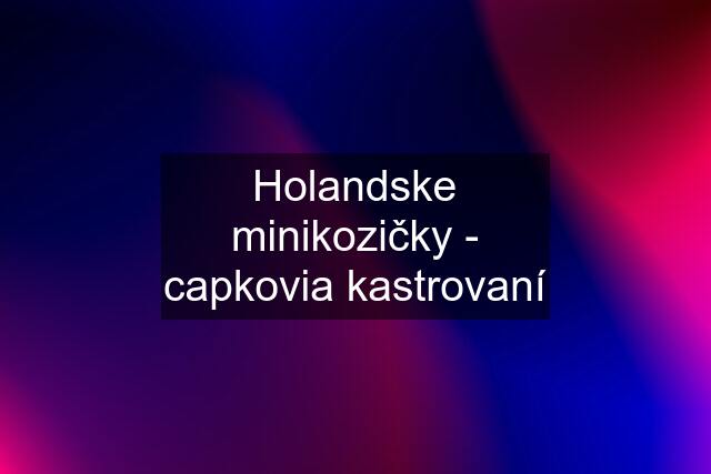 Holandske minikozičky - capkovia kastrovaní