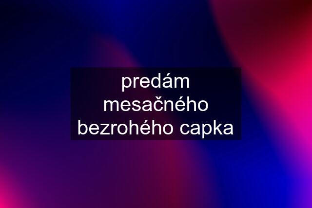 predám mesačného bezrohého capka