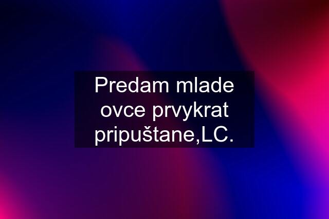 Predam mlade ovce prvykrat pripuštane,LC.