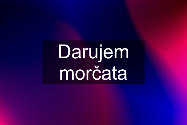 Darujem morčata