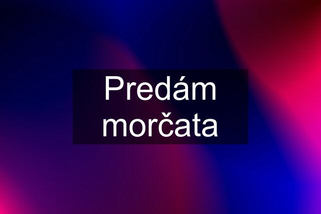 Predám morčata