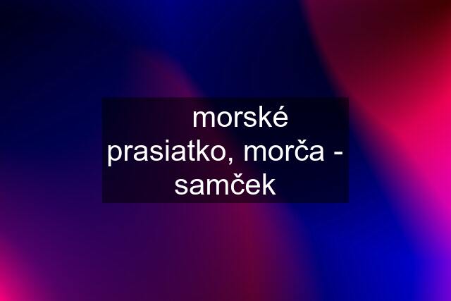 ❤️ morské prasiatko, morča - samček