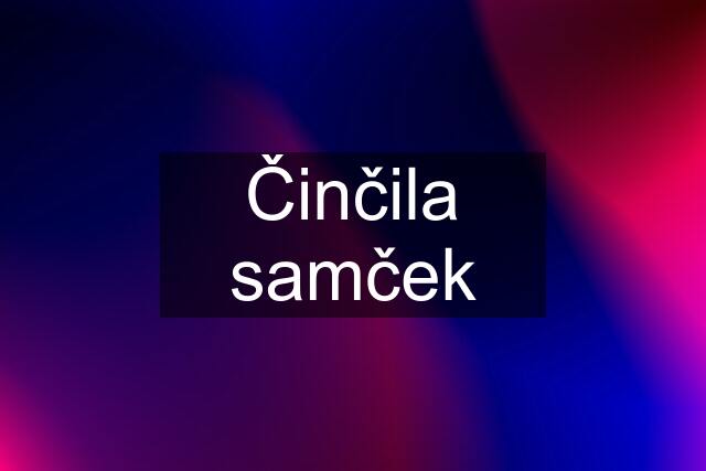 Činčila samček