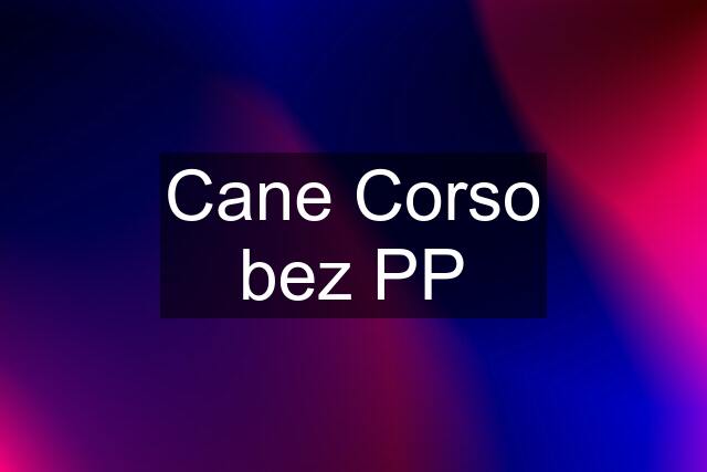 Cane Corso bez PP