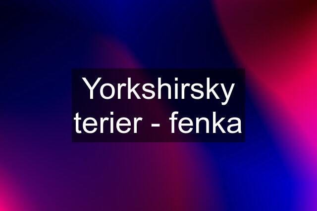 Yorkshirsky terier - fenka