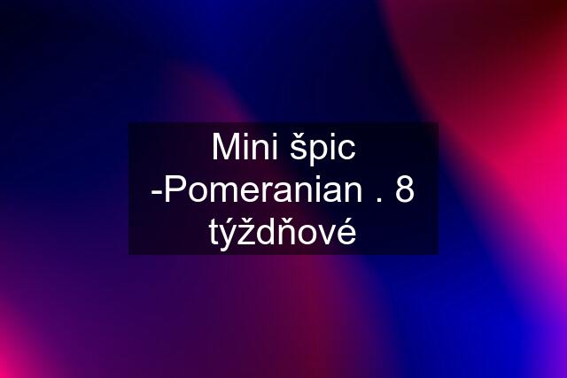 Mini špic -Pomeranian . 8 týždňové