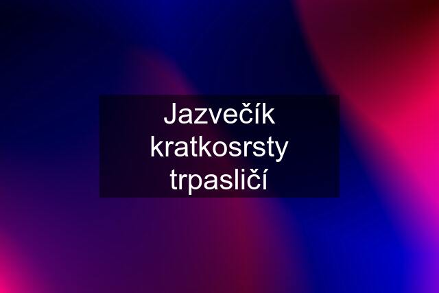 Jazvečík kratkosrsty trpasličí