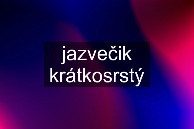 jazvečik krátkosrstý