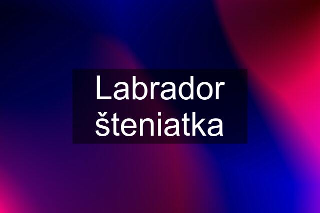 Labrador šteniatka