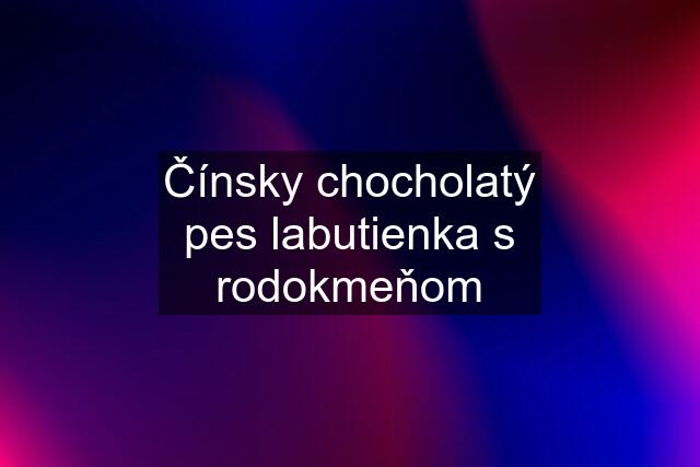 Čínsky chocholatý pes labutienka s rodokmeňom