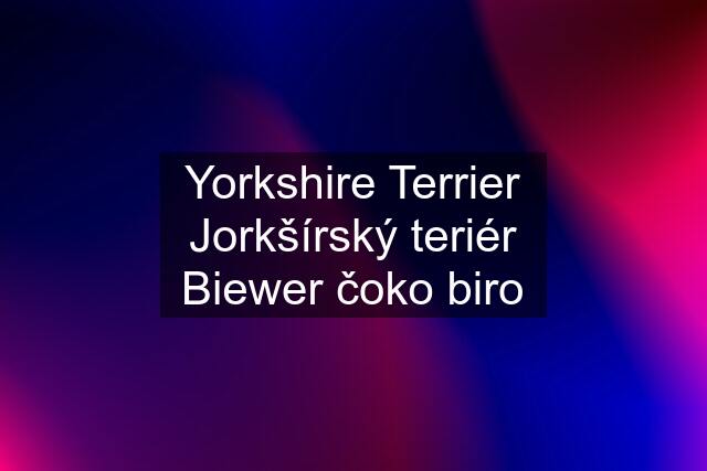 Yorkshire Terrier Jorkšírský teriér Biewer čoko biro
