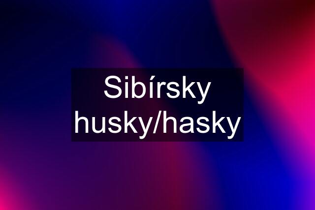 Sibírsky husky/hasky