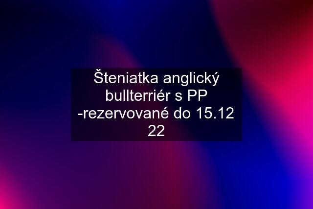 Šteniatka anglický bullterriér s PP -rezervované do 15.12 22