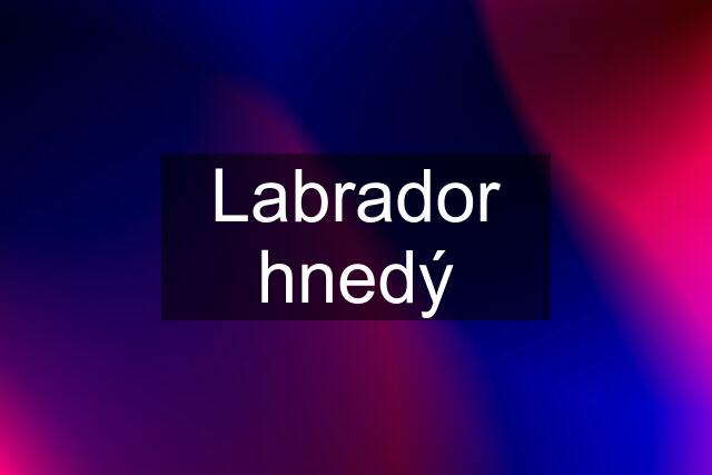 Labrador hnedý