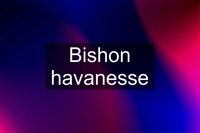 Bishon havanesse