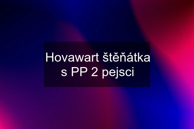 Hovawart štěňátka s PP 2 pejsci