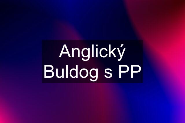 Anglický Buldog s PP