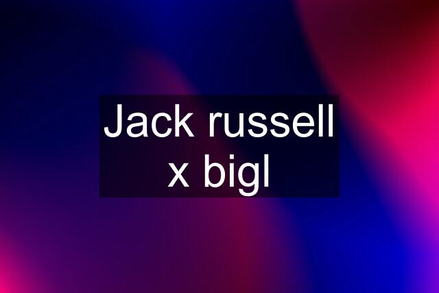 Jack russell x bigl