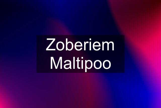 Zoberiem Maltipoo